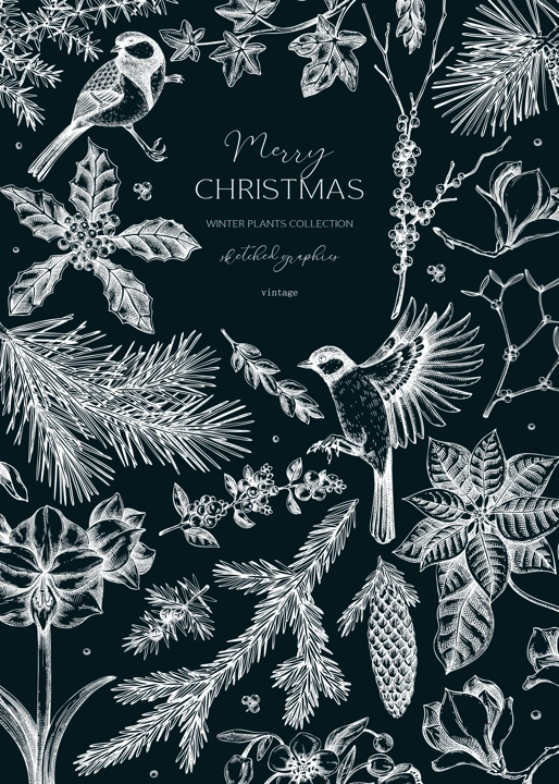 Christmas card design. Winter plants vintage frame. Conifer trees, winter flowers, birds sketches on chalkboard. Hand drawn vector illustration. NOT AI generated